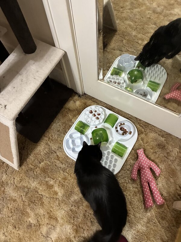 Gato negro jugando con MiauPlay puzzle sobre suelo de madera