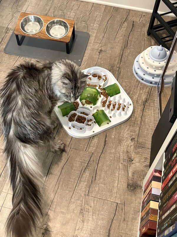 Gato de pelo largo con el puzzle MiauPlay