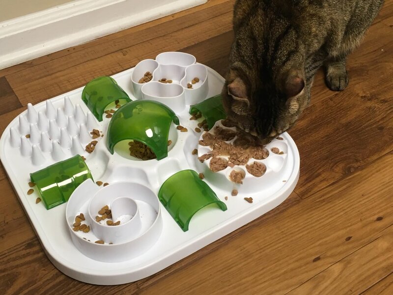 Gato atigrado comiendo del puzzle MiauPlay, vista cenital