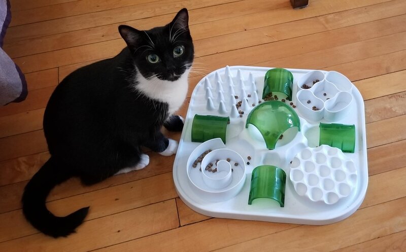 Gato tuxedo blanco y negro con el puzzle MiauPlay