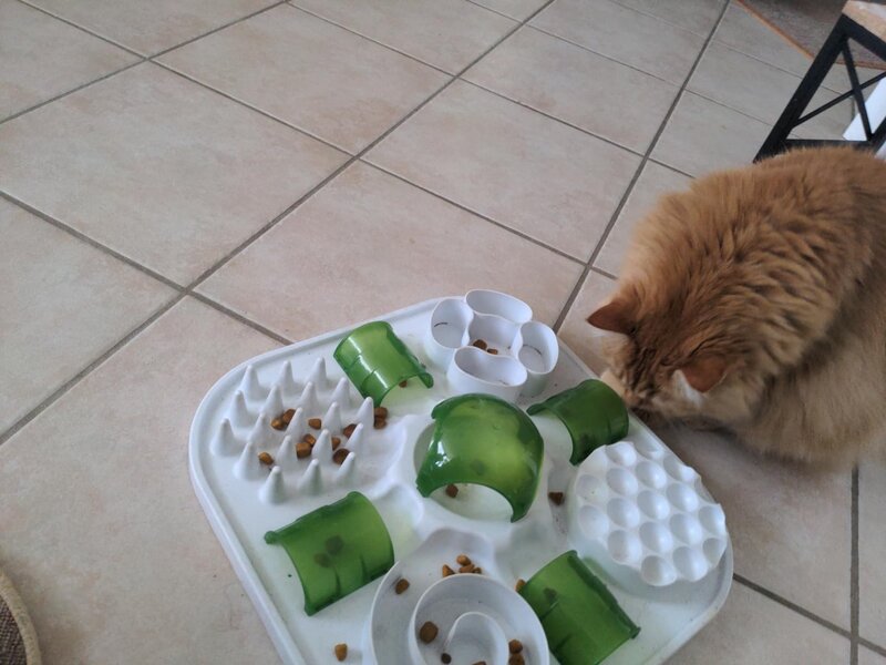 Gato atigrado con puzzle MiauPlay, vista cenital
